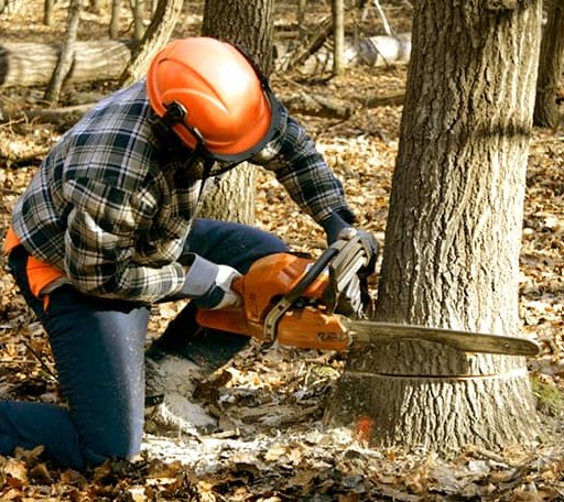Tree Removal in Petersburg, TX